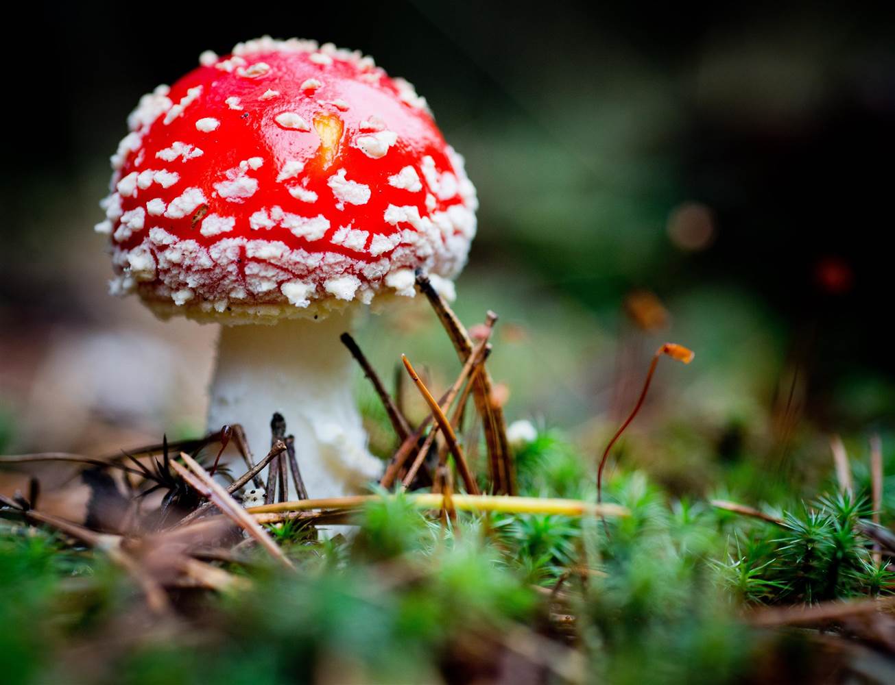 amanita muscaria mushroom